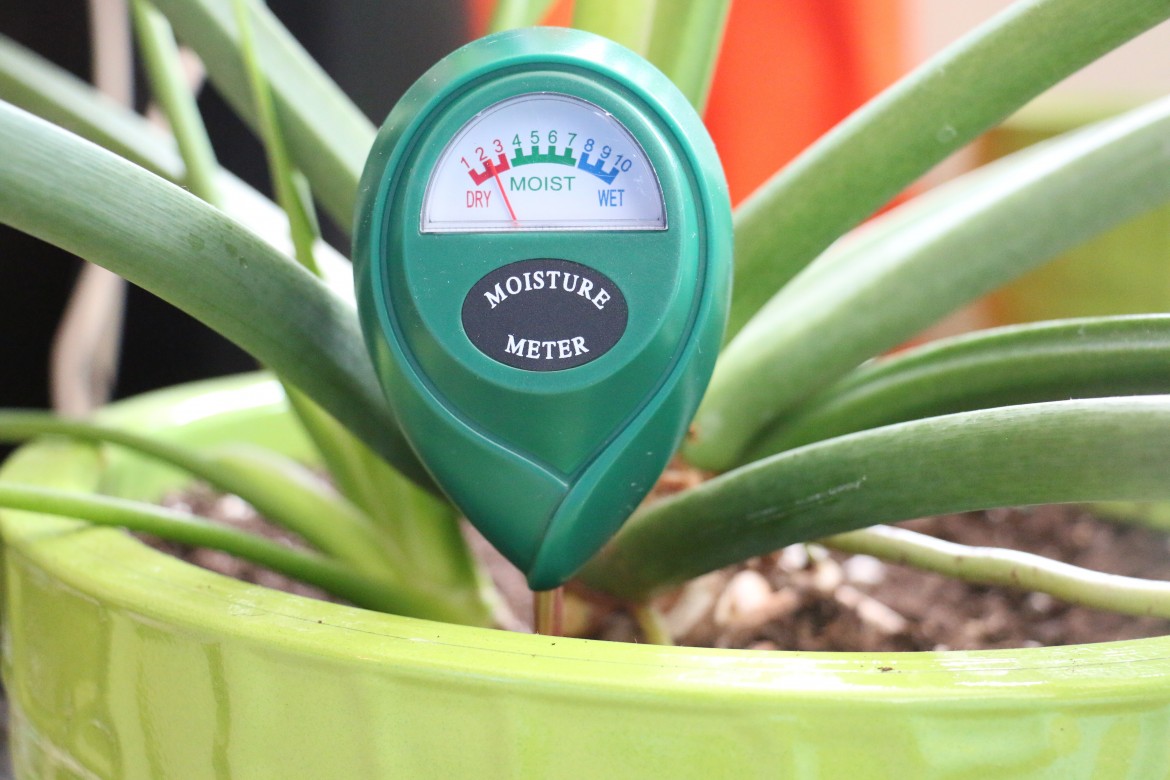 Moisture Meters: Do You Really Need One? – Green Obsessions