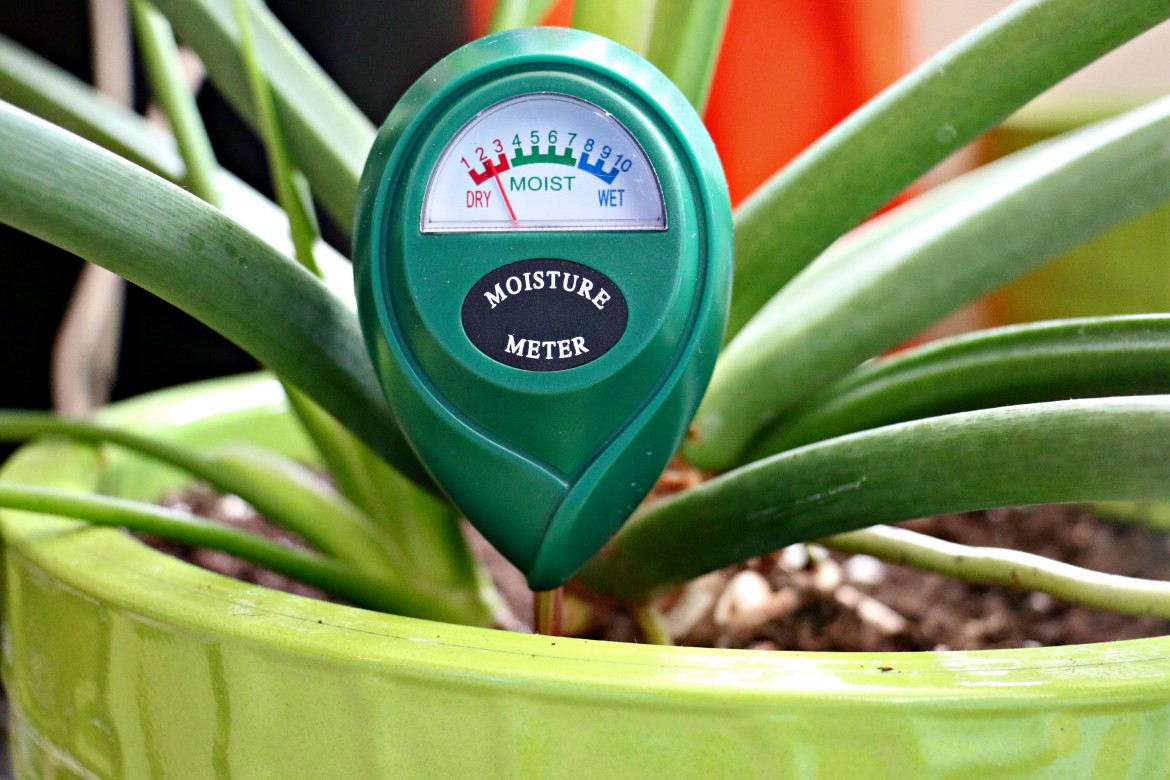 Moisture Meters: Do You Really Need One? – Green Obsessions