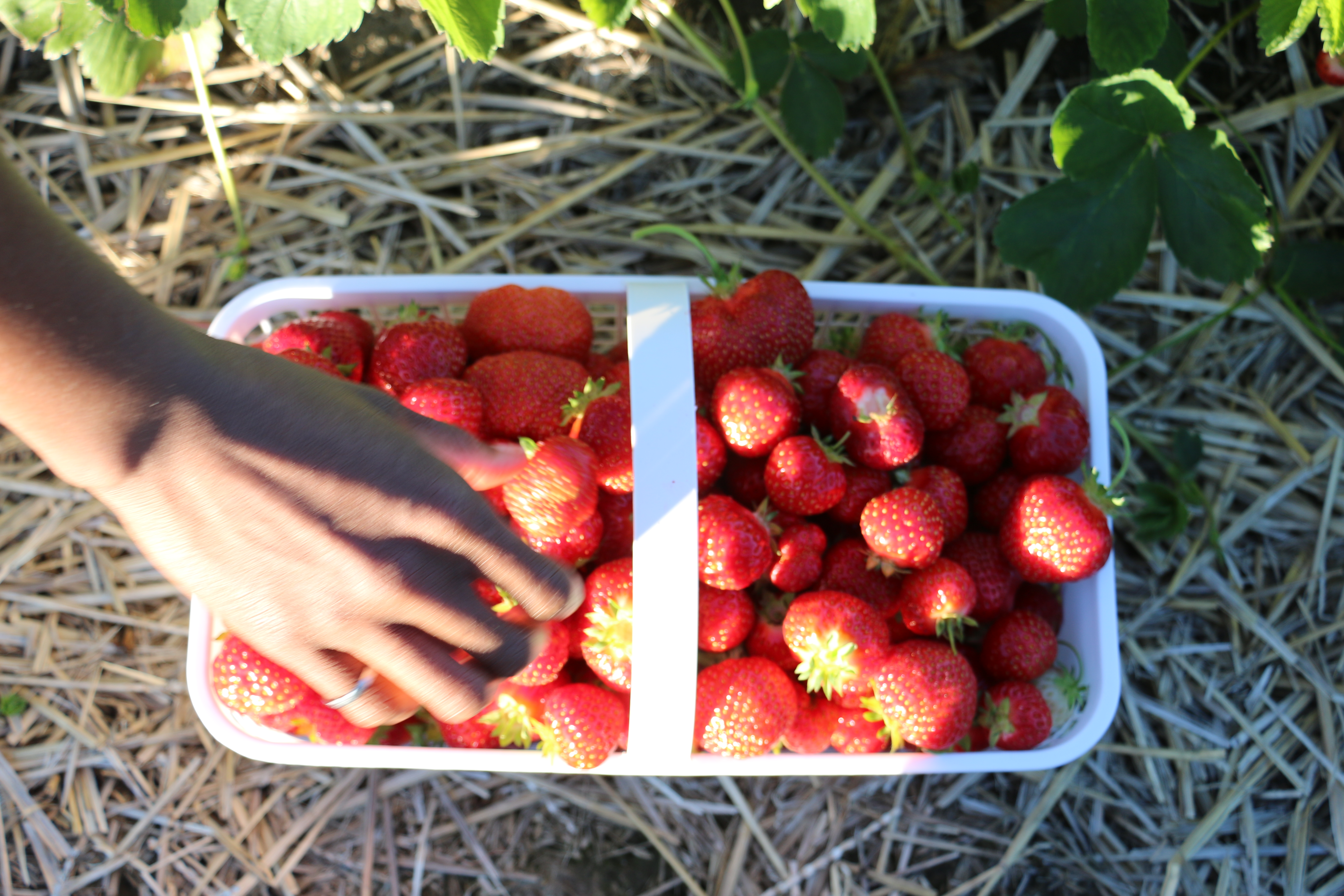 gone-strawberry-picking