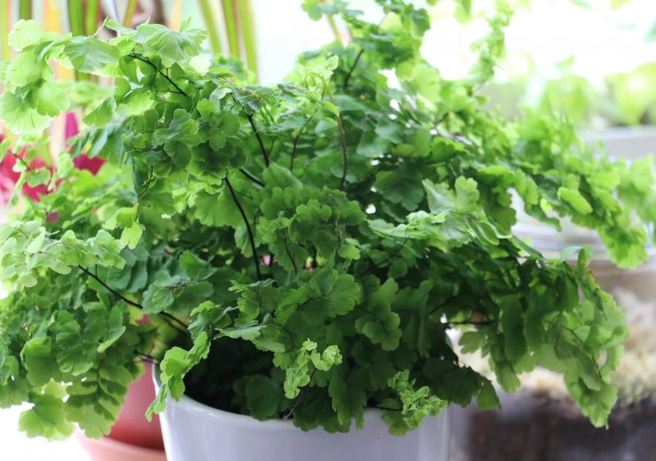 ways-to-raise-humidity-for-your-plants